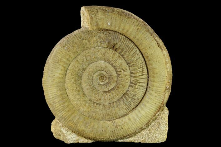 Skirroceras (Stephanoceras) Ammonite - Dorset, England #131895